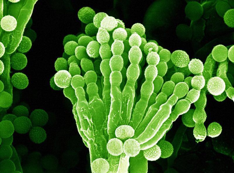 Penicillium notatum papleseň štetkovitá - z
