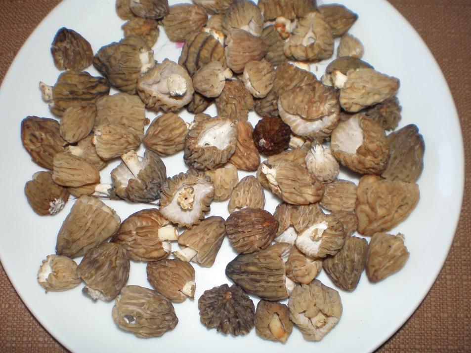 hľuzovky