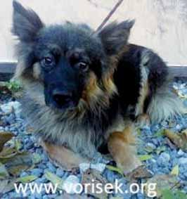 BASTIEN je čtyřletý představitel plemene labrador s kouzelným pohledem velkého vzrůstu. Potřebuje čas, než začne někomu novému důvěřovat, ale pak je z něj dokonalý mazel.