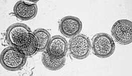 konidiosporangia), rozpad mycelia na hyfová tělíska, somatogamie