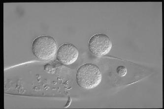 Většinou parazité rostlin a řas, méně saprofyté Řasa Oedogonium Rhizophydium sp.