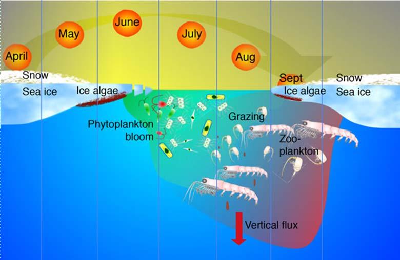 Velikost a početnost protist Ohromná dynamika: Mořský fytoplankton 10 25 buněk