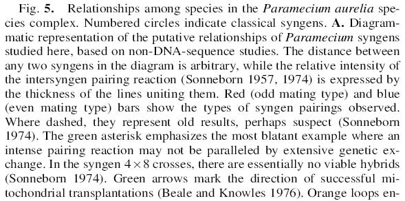 Paramecium