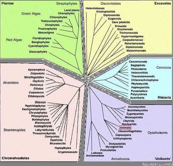 Co jsou to protista?