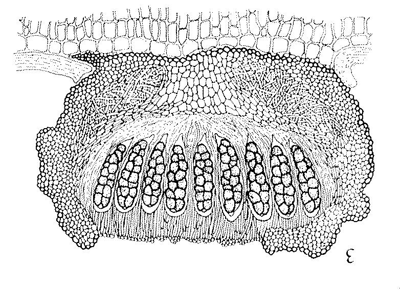 Pseudoapothecium Morfologicky podobné apotheciu, tvořeno jednou