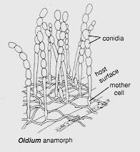 anamorfní konidieoidie