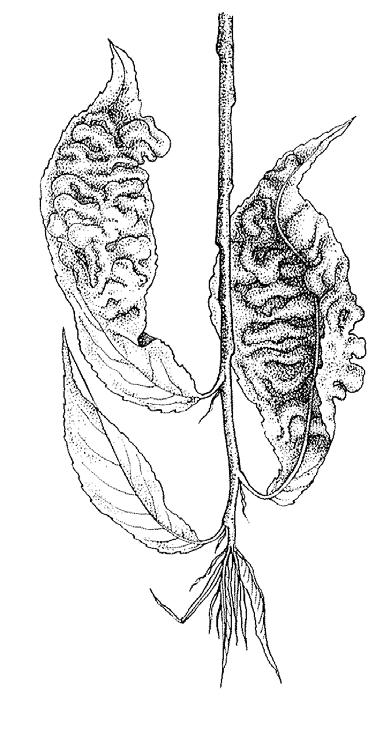 Taphrina (anamorfa Lalaria) (kadeřavka, palcatka) T. deformans k. broskvoňová T. tosquineti k. Tosquinetii na olších T. pruni k.