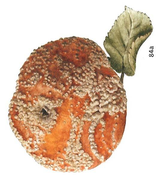 Monilinia fructigena hlízenka Anam.