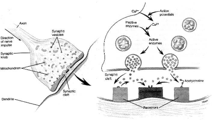 Chemická synapse axon vezikuly Ca 2 neaktivní enzymy Ca 2 akční potenciály směr impulzu aktivní enzymy