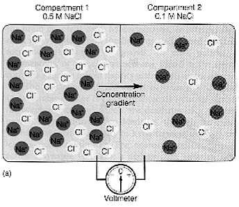 Difuzní napětí (1) vzniká při difuzi nabitých částic DN v neživých systémech roztoky jsou oddělené membránou permeabilní pro Na a Cl