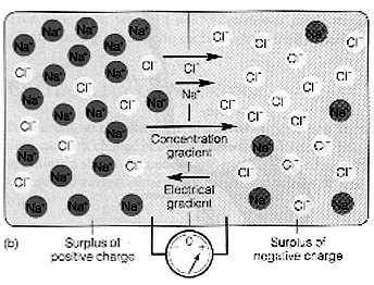 Difuzní napětí (2) hydratační obal (molekuly vody připojené k iontům) Na (více) a Cl (méně) rychlejší difuze Cl po koncentračním spádu