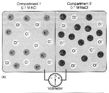 Difuzní napětí (4) DN v živých systémech roztoky oddělené selektivně permeabilní membránou [1] 0.