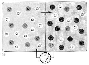 Difuzní napětí (5) membrána permeabilní pro K nepermeabilní pro Na a Cl difuze K po jeho koncentračním spádu, dokud