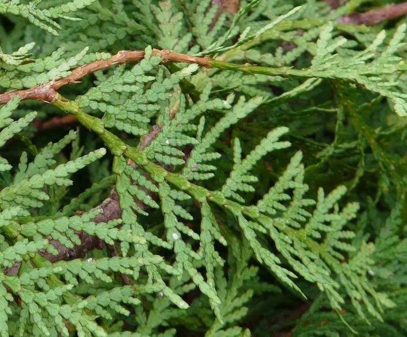 Homeopatcký lék Thuja je vhodným lékem pro léčbu kravských