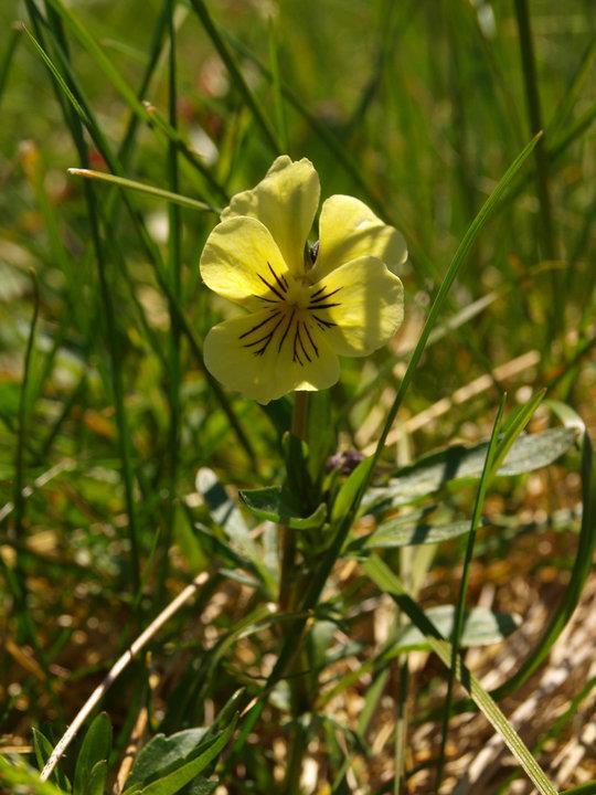 Př. 3 Violka sudetská (Viola lutea)
