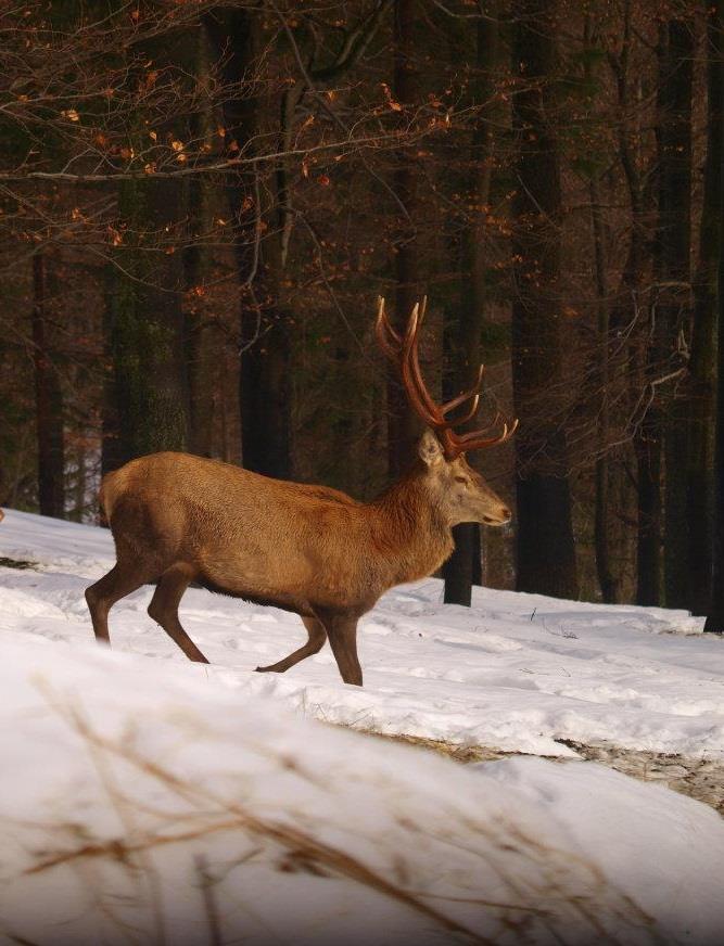 Autor: Marek Šťovík Př.
