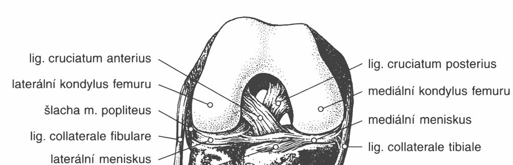 2.1.2 Ligamentózní aparát kolenního kloubu Postranní vazy ligamentrum collaterale tibiale et fibulare (obr. č. 1) jsou vazy zesilující kloubní pouzdro kolenního kloubu.