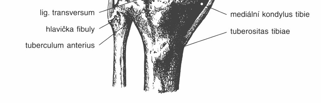 Ligamentum collaterale fibulare je zaoblený svazek vláken jdoucí od laterálního epikondylu ke caput fibulae.