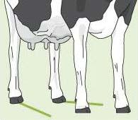 0 krávu není možné klasifikovat (je nemocná, nemůže se zvednout, je ustájena na vazném stání) 1 velmi špatná motorika konče n daná stavbou pohybového aparátu,