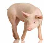 Množstvo 20 kg. Cena je 2,2 / kg, tel.: 0903 957 702, som priamo z TT $ Predám unimobunku na ohradenom pozemku v záhradkárskej oblasti Vápenica, cena 500, tel.: 0907 199 140 INÉ HOBBY.