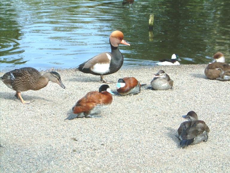 čeleď SCHISTOSOMATIDAE slané vody sladké vody Schistosomatium Bivitellobilharzia Heterobilharzia Austrobilharzia Orientobilharzia Macrobilharzia Ornithobilharzia Schistosoma Trichobilharzia ( 45