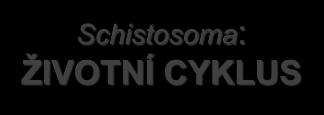 DEFINITIVNÍ HOSTITEL - člověk cerkárie