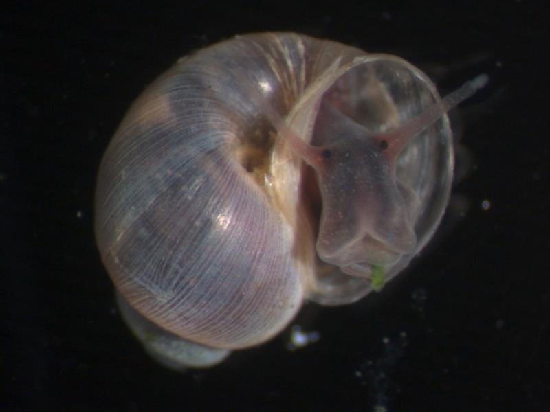 MEZIHOSTITELÉ SCHISTOSOM S. haematobium Bulinus sp. S. mansoni Biomphalaria sp.