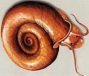 interacalatum S. haematobium S.