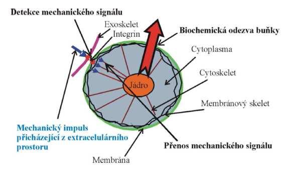 2. Vymezení problémové situace DIPLOMOVÁ PRÁCE Mechanické zatížení významně ovlivňuje procesy probíhající v živých buňkách.
