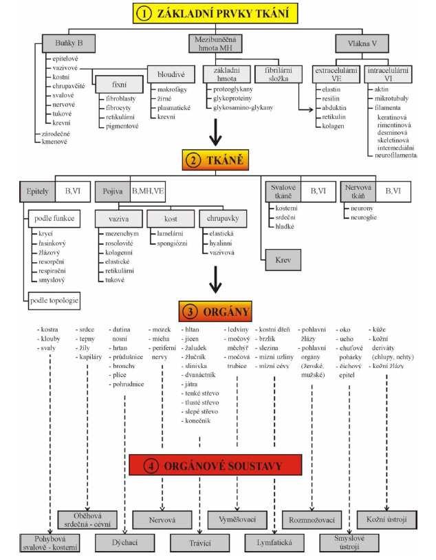 Obr. 5 Hierarchická struktura prvků lidského organismu [4] 4.