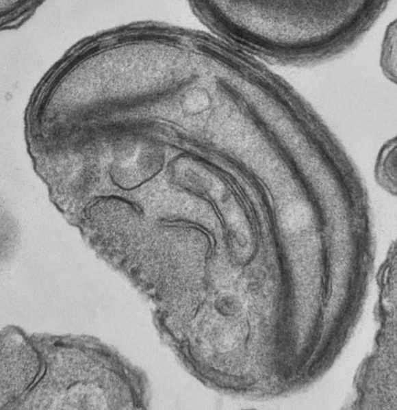 Nukleotid je útvar podobný jádru umístěný v cytoplasmě, který ale není ohraničeno membránou. Je v něm v jediném chromozomu obsažena DNA. Obr. 6 Prokaryotická buňka [19] Eukaryotická buňka (obr.