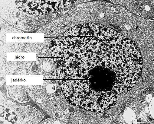 Jádro obsahuje genetickou informaci potřebnou pro všechny buněčné funkce, skládá se z jaderné membrány, chromatinu, jadérka a jaderné matrix. 4.4.2.1 Jaderný obal Obr.