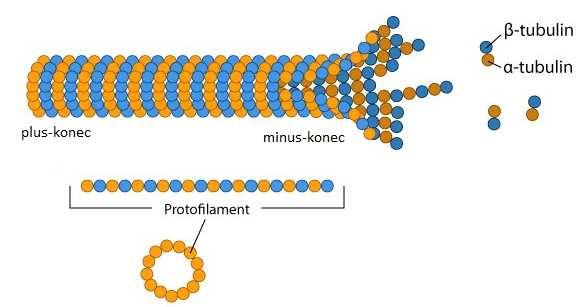Pritifilamenta jsou strukturně polární, a proto je i mikrotubulu polarizován, s plus-koncem na straně s β-tubulinem, kde dochází k rychlejšímu růstu, a minus-koncem u α- tubulinu.