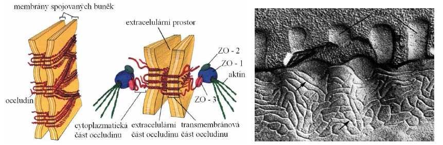 5.3.1.1 Zonulae occludentes (utěsňující spojení) Toto spojení využívá buňka tam, kde je potřeba buňku pevně a těsně spojit s jinou buňkou či okolní tkání.