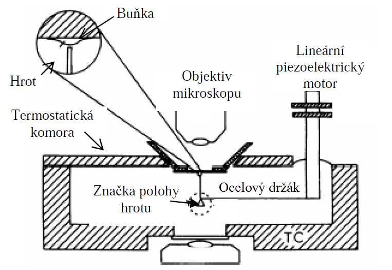 6.1 Mechanické metody 6.1.1 Lokální metody 6.1.1.1 Vpichování Pro lokální zatěžování buněčného povrchu se používá metoda vpichování, která je prováděna na zařízení cell poker (obr. 37).
