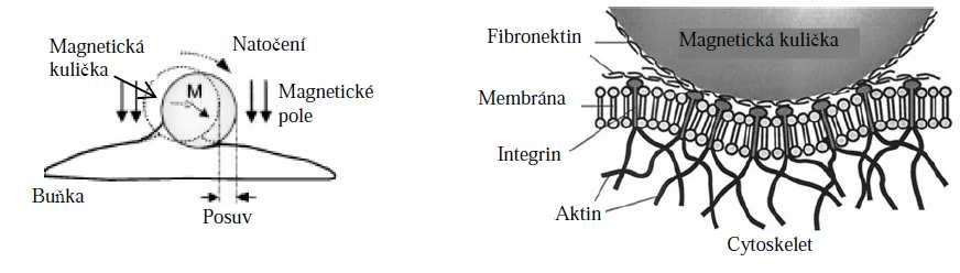 6.2.1 Magnetic twisting cytomery U této metody je častice přilnutá k povrchu buňky zatěžována momentově.