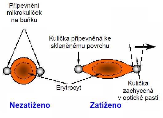 6.3 Optické metody DIPLOMOVÁ PRÁCE Optické metody jsou založeny na principu tzv. optické pasti.