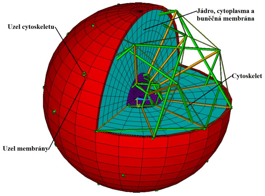 Obr. 61 Model cytoplasmy, jádra a buněčné membrány 9.3 Spojení modelu cytoskeletu s modelem buněčné membrány Spojení modelu cytoskeletu s modelem buněčné membrány lze realizovat několika způsoby.