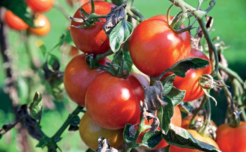 Můžete zde vidět tradiční druhy zeleniny jako je mrkev setá (Daucus carota L.), různé odrůdy salátu hlávkového (Lactuca sativa L.) lišící se barvou a strukturou listů, hrách setý (Pisum sativum L.