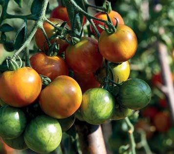 GERMAN PINK tyčkové rajče bavorského původu, tvoří velké červené plody lahodné sladké chuti, které nepraskají. Vegetační doba 85 dní. DR.