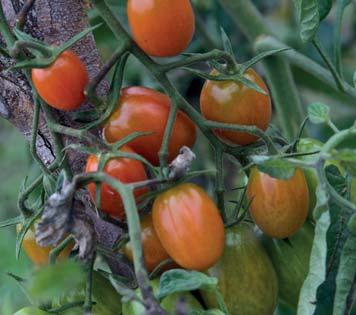 Tyčkové rajče. Červené plody protáhlého tvaru vynikající chuti. Vegetační doba 85 dní. MARIZOL GOLD stará odrůda pocházející z roku 1890. Rajče tyčkové.