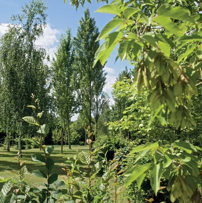 ARBORETUM ARBORETUM Stromy jsou básně, které země píše do nebe.