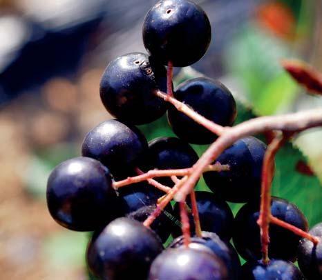 Údajně zlepšují zrak, zpomalují stárnutí a léčí játra a ledviny. Mají vysoký obsah vitamínů řady B, vitamínu C a mnoho dalších prospěšných látek.
