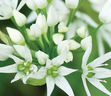 Klokoč zpeřený (Staphylea pinnata L.) Keř, který je u nás již vzácný, dokonce chráněný.