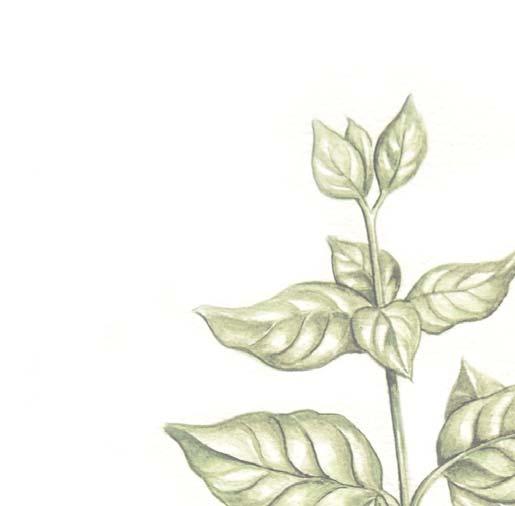BYLINY A KOŘENÍ pěstované byliny BAZALKA PRAVÁ (Ocimum basilicum L.
