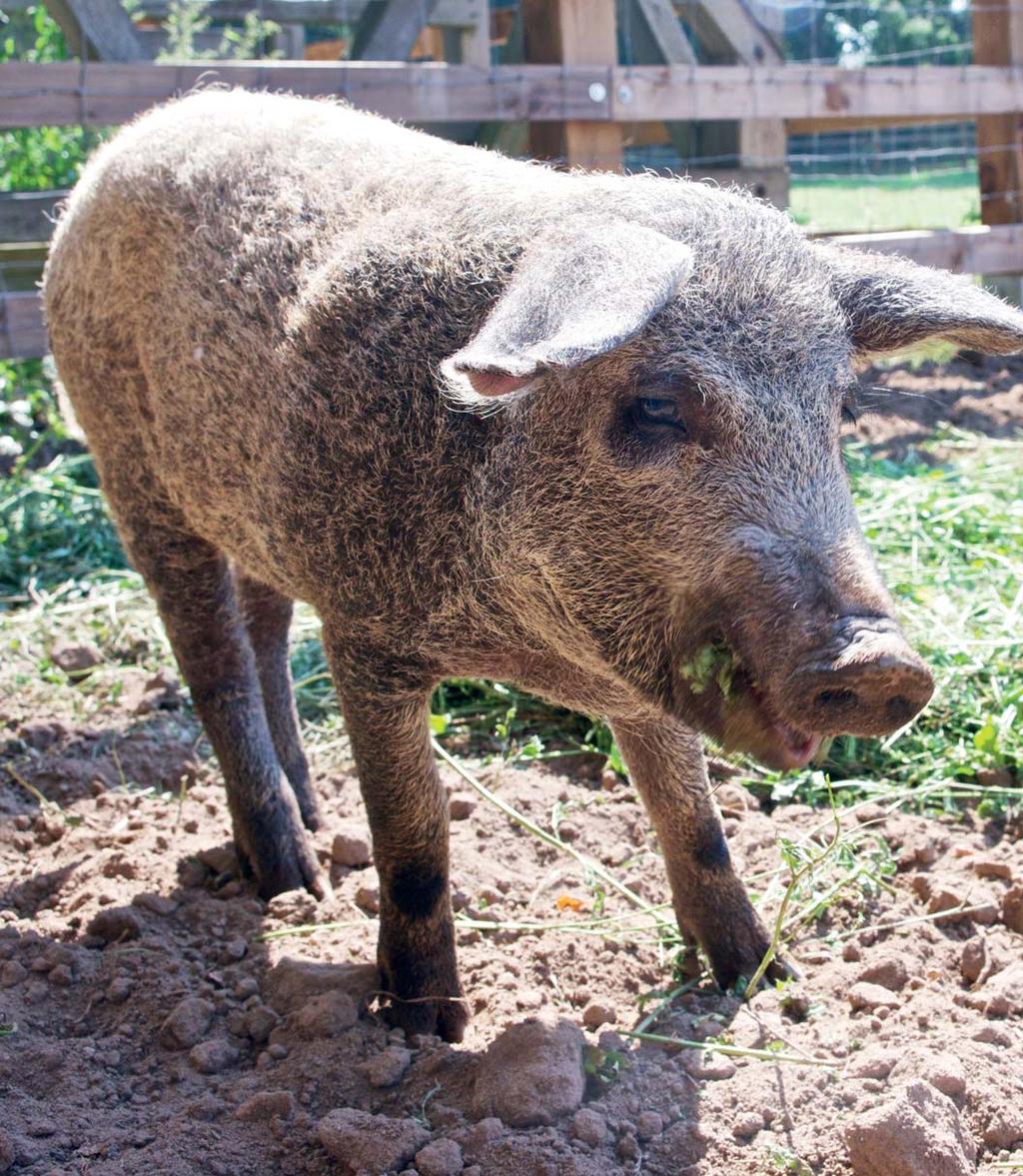 DOMÁCÍ ZVÍŘATA DOMÁCÍ ZVÍŘATA V OSTRÉ Dnešní procházka centrem řemesel nás zavede do výběhů našich domácích zvířat.