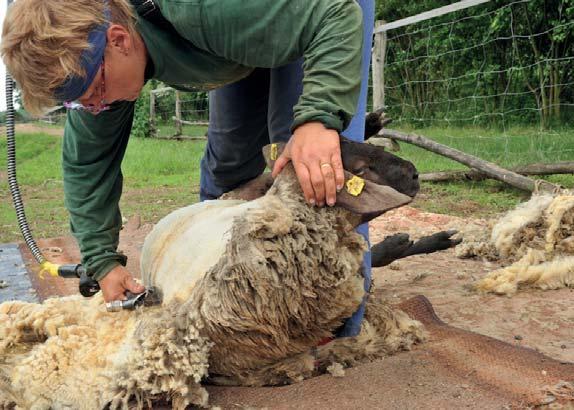 Ovce patří do rodu malých přežvýkavců, původně žily na severní polokouli, ale domestikovaná ovce domácí se díky člověku dostala do celého světa, včetně Austrálie a Nového Zélandu.