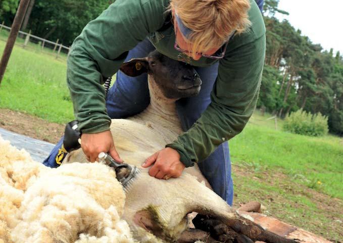 Mezi lety 1990 2000 v ČR došlo k velkému propadu stavu chovaných ovcí, ovčí vlna se začala dovážet ze zahraničí a tuzemské chovy se musely transformovat na produkci kvalitního masa.