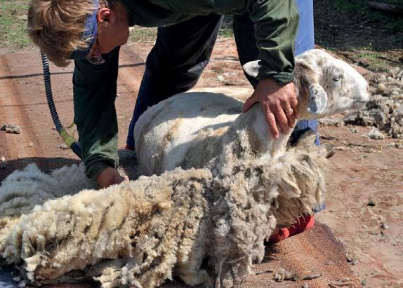 STŘÍHÁNÍ OVCÍ Ovce se stříhají alespoň jednou ročně, určitá plemena je vhodné stříhat dvakrát do roka (šumavské, východofríšské, romanovské).