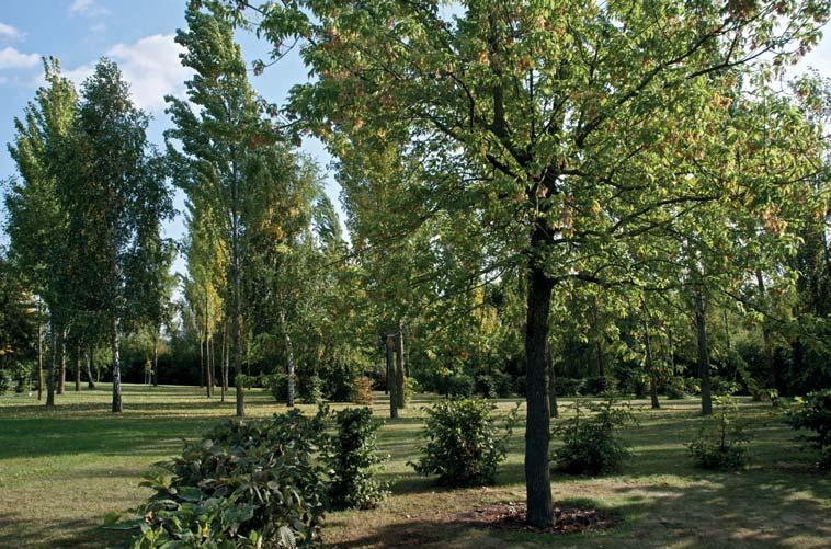 ARBORETUM